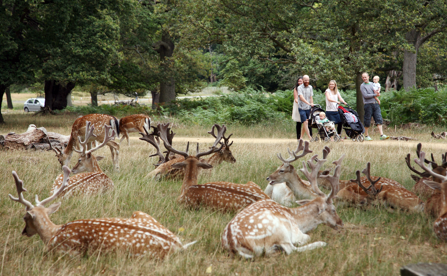 Best walks in Richmond Park